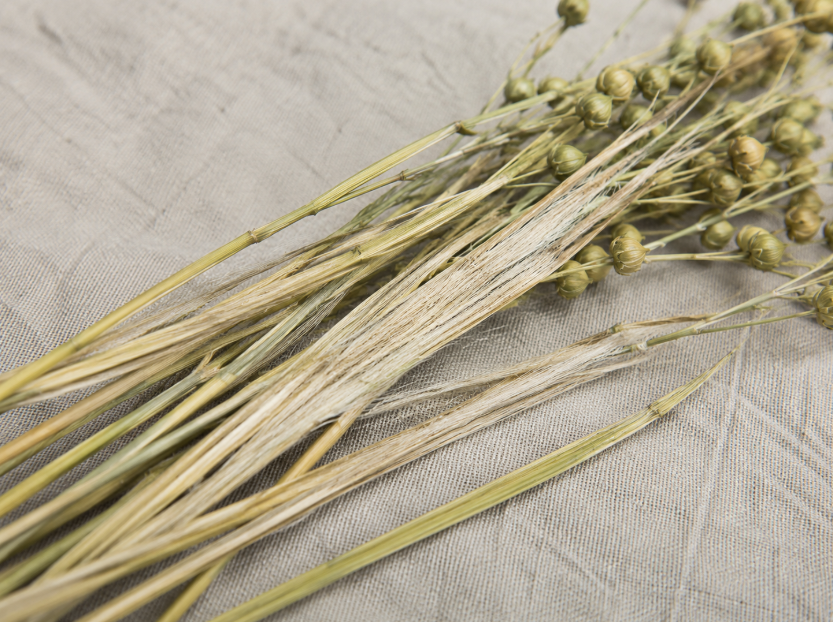 Close-up of flax stalks with pale bast fiber strands separated from the stem to show the fiber source used to make linen